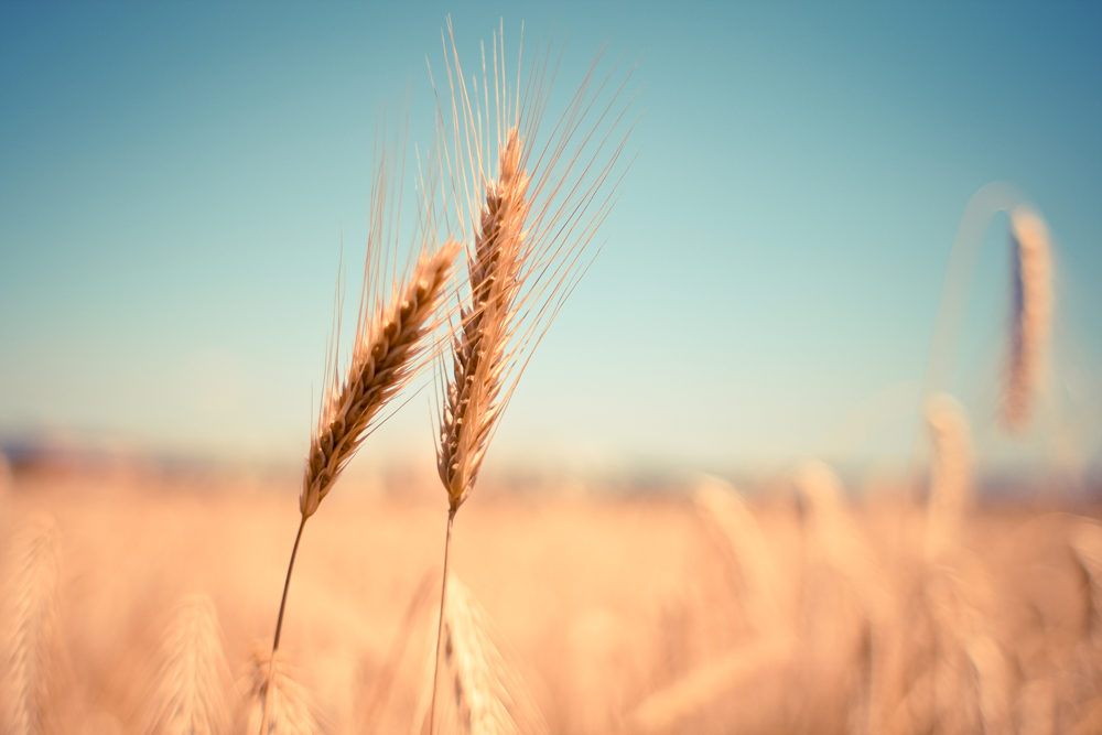 Culture du blé tendre